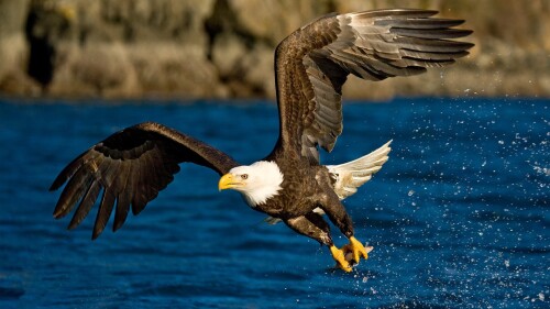 birds1_0635.jpg