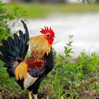 birds1_0645