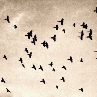 birds1_0662