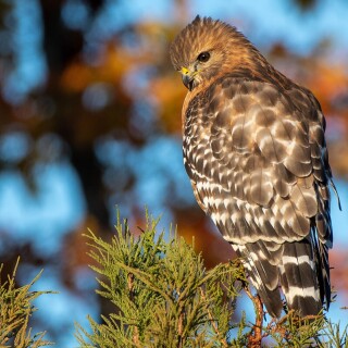 birds1_0666