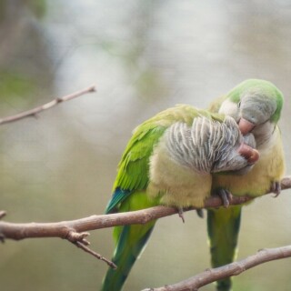 birds1_0674