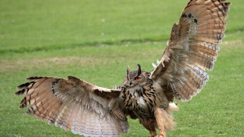 birds1_0679.jpg