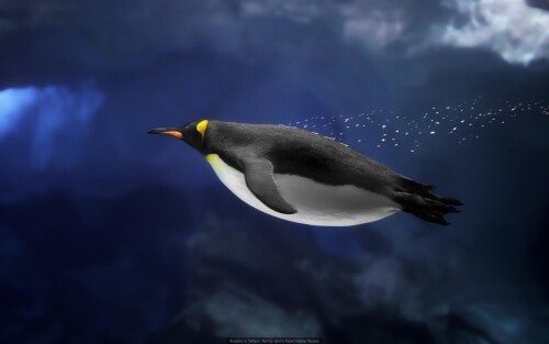 birds1_0692.jpg