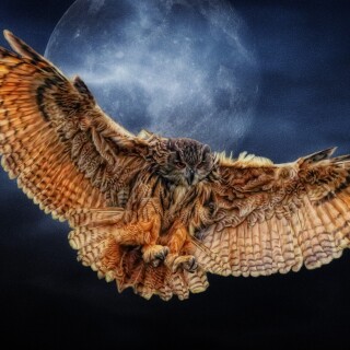 birds1_0711