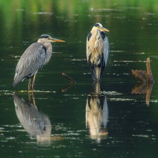 birds1_0723