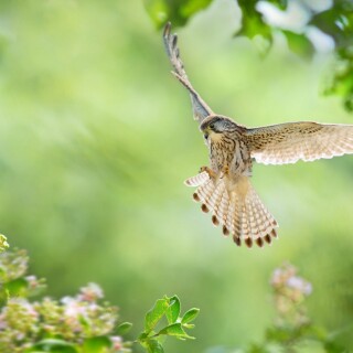 birds1_0727