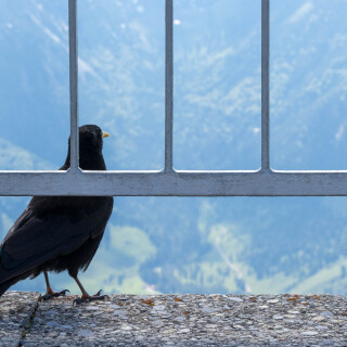 birds1_0733