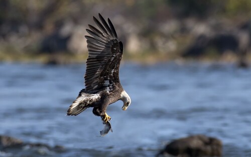 birds1_0741.jpg