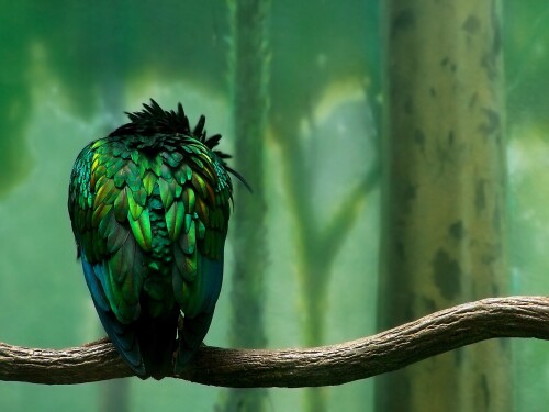birds1_0742.jpg