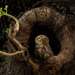 birds1_0750