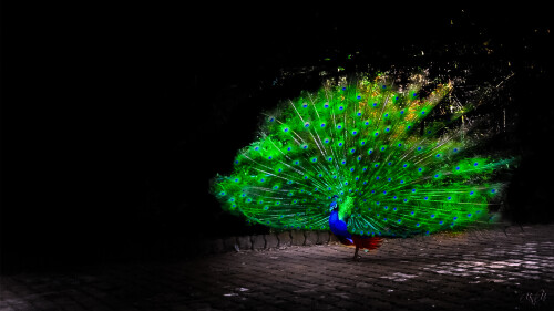 birds1_0751.jpg
