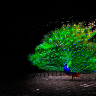 birds1_0751