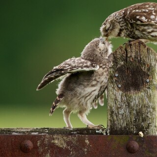 birds1_0757