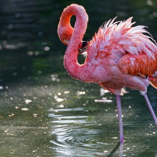 birds1_0763