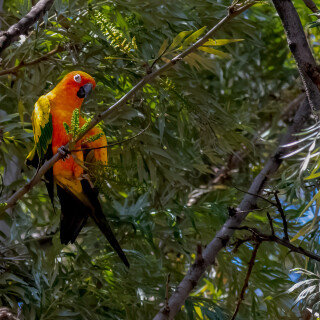 birds1_0769