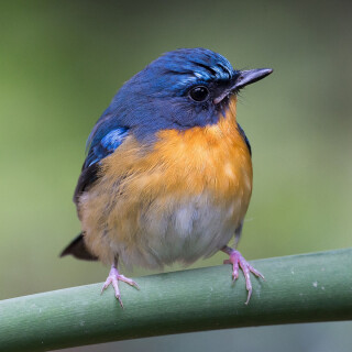 birds1_0784