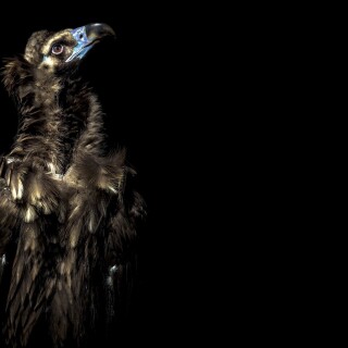 birds1_0799