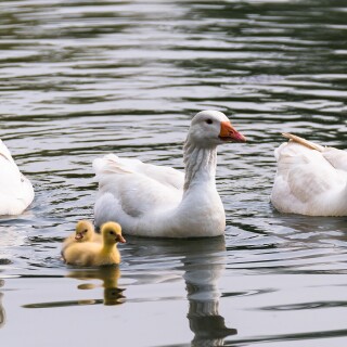 birds1_0800
