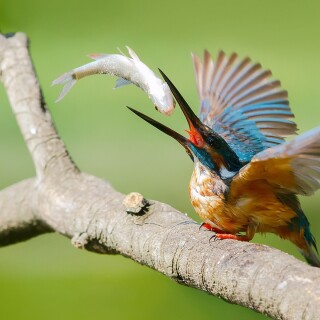 birds1_0825