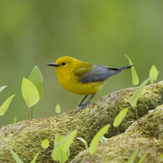 birds1_0826