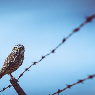 birds1_0828