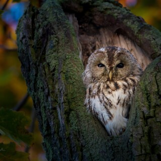 birds1_0839