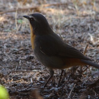 birds1_0845