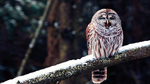 birds1_0849.jpg
