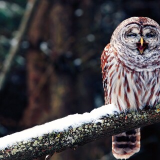 birds1_0849