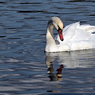 birds1_0850