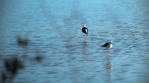 birds1_0869.jpg