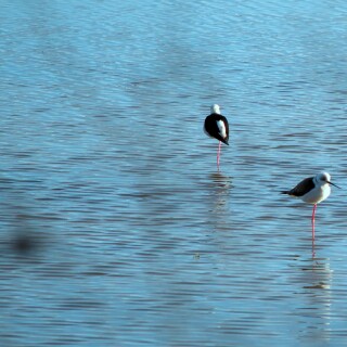 birds1_0869