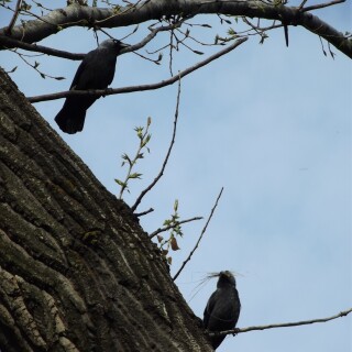 birds1_0889