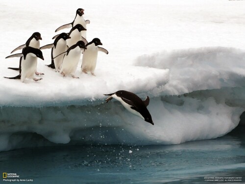 birds1_0899.jpg