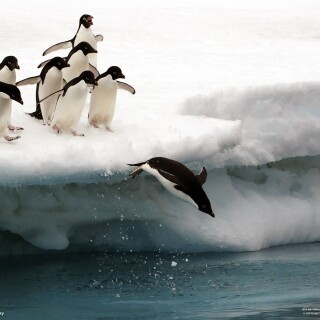 birds1_0899