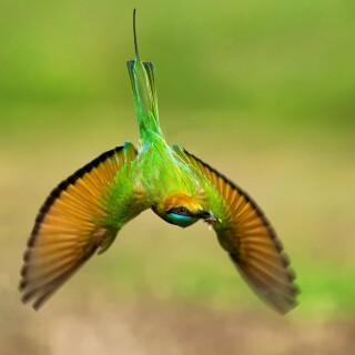 birds1_0903