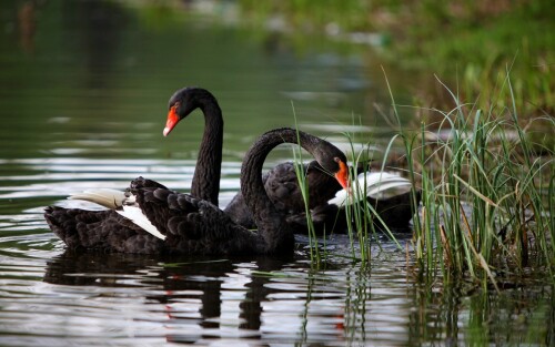 birds1_0911.jpg