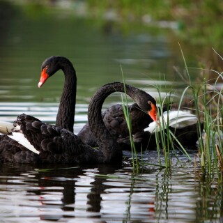 birds1_0911