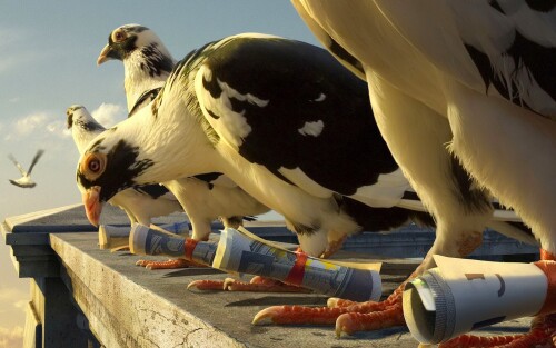 birds1_0924.jpg