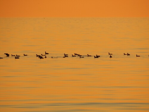 birds1_0955.jpg