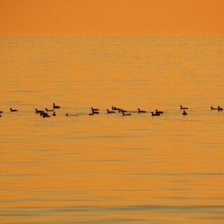 birds1_0955
