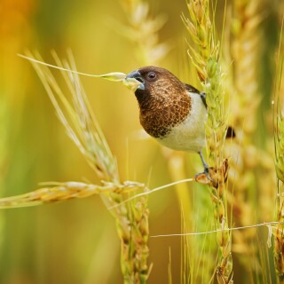 birds1_0960