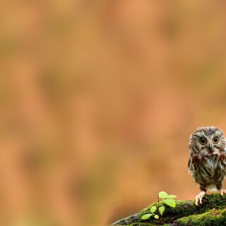 birds1_0963