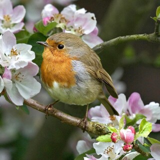 birds1_0966