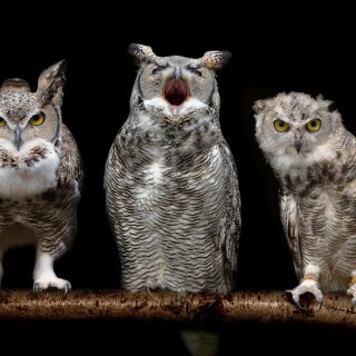 birds1_0974