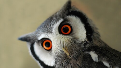 birds1_0980.jpg