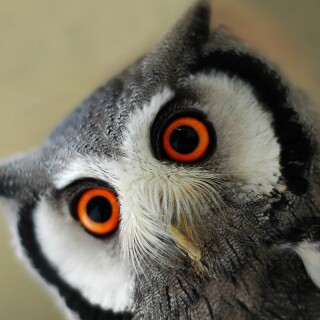 birds1_0980