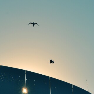 birds1_0983
