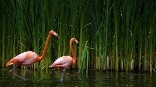 birds1_1007.jpg