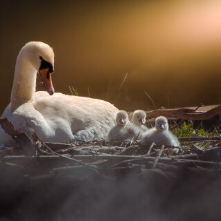 birds1_1015